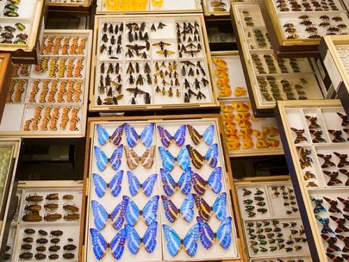 Butterfly collection, Entomology, Natural History Museum