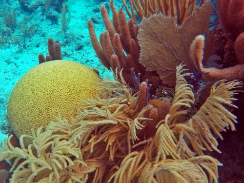Yellow and orange stony coral. 