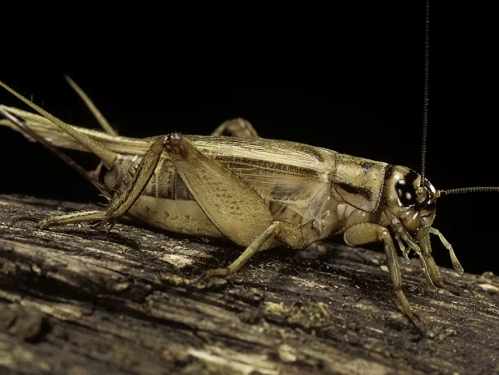 A brown cricket sits on a brown log.