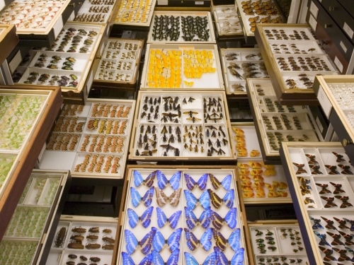 Drawers in the entomology department pulled out to show the vast biodiversity in collections.