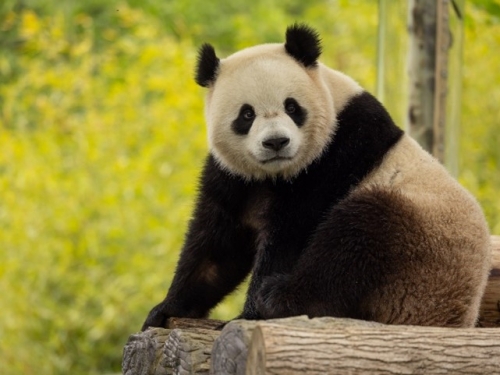Black and white fluffy panda bear sits on wood trunks with green leaves in background.