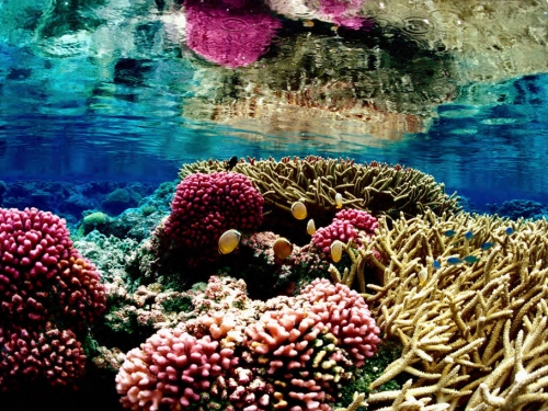 Colorful photo of underwater corals with different textures and small fish swimming among them.