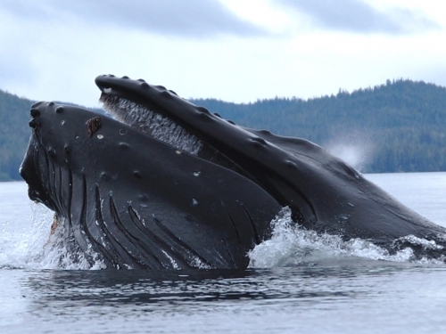 Photo of a large, dark gray whale just breaking the surface of water with a tree-covered mountain in background.