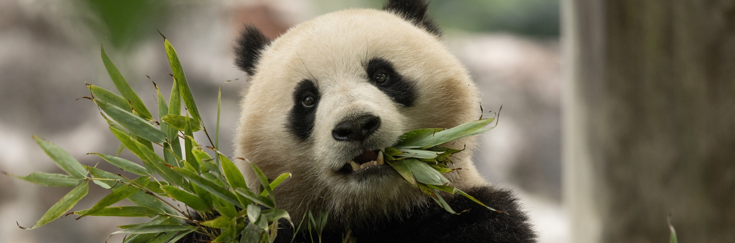 A giant panda sits eating bamboo.